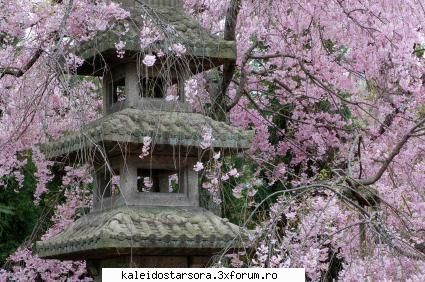 japonia japonia este tara mea preferata este sunt foarte diferiti din punct vedere cultural,